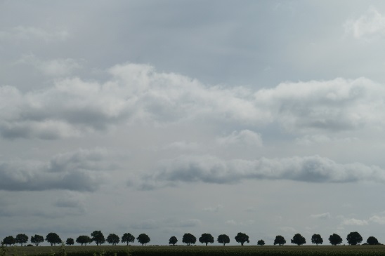 baumgruppe
