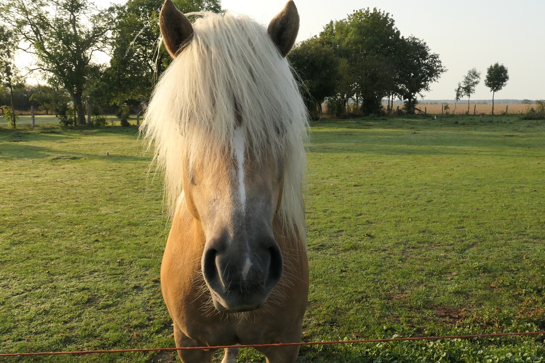 Pferd